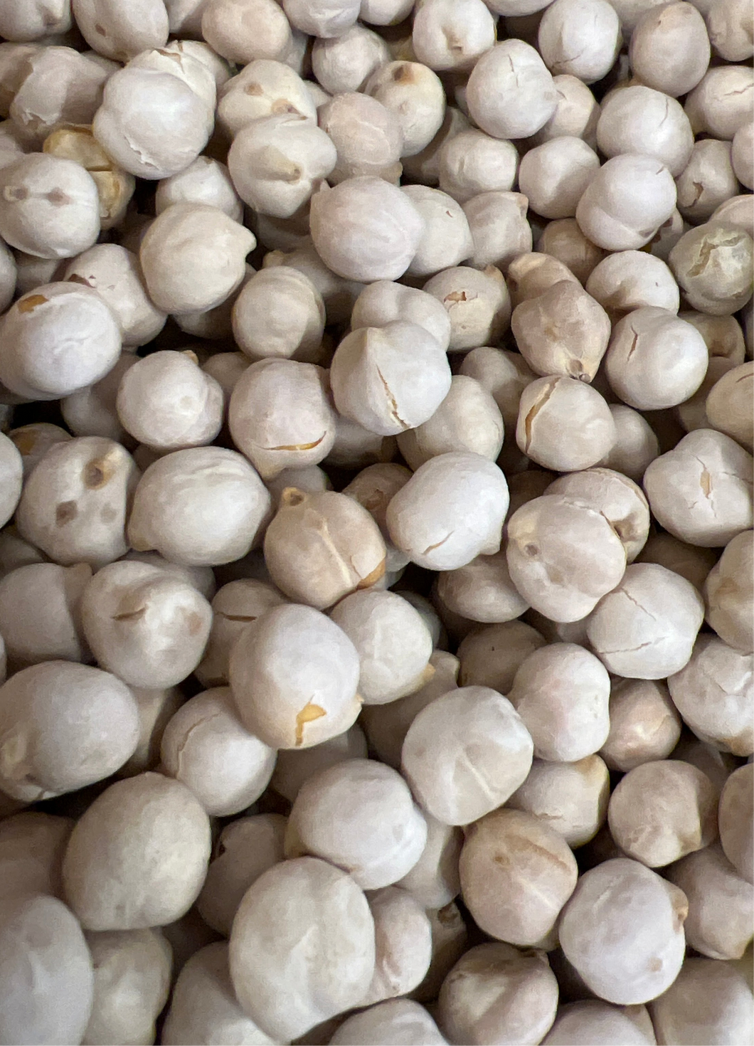 Roasted White Chickpeas 1lb